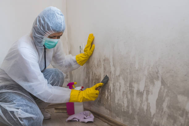 Best Local Mold Removal Service  in Waynesville, NC