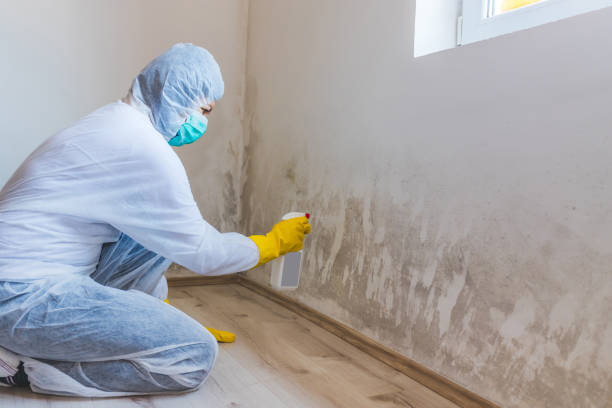 Mold Testing and Removal in Waynesville, NC