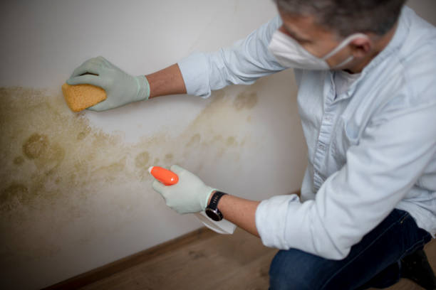 Best Home Mold Removal  in Waynesville, NC