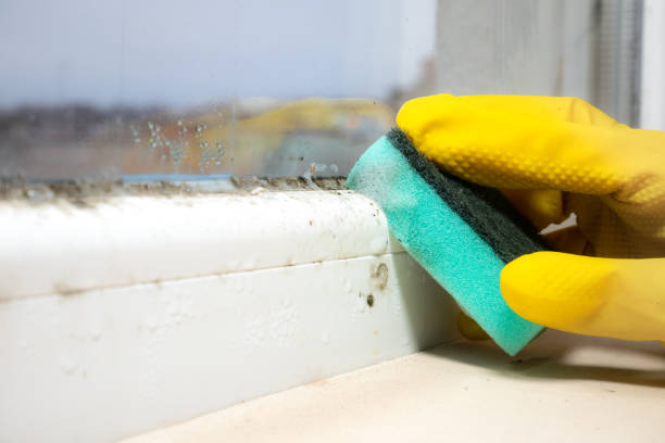 Best Mold Removal Specialists  in Waynesville, NC