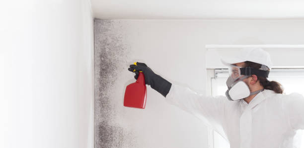 Professional Mold Removal in Waynesville, NC