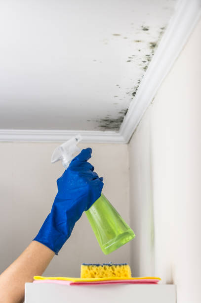 Best Mold Testing  in Waynesville, NC