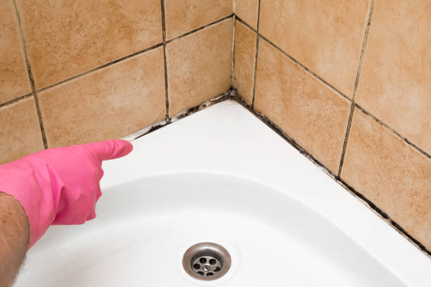 Best Black Mold Removal  in Waynesville, NC
